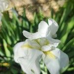 Iris florentina പുഷ്പം