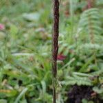 Koeleria spicata Flower