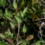 Cerastium diffusum Ekosanga