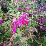 Salvia leucantha Цветок