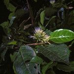 Inga jenmanii Fruto