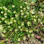 Sagina saginoides Blomma