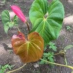 Anthurium faustomirandae Листок