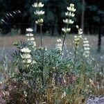 Lupinus densiflorus Plante entière