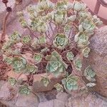 Aeonium haworthii Квітка