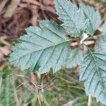 Sorbus intermedia Leaf