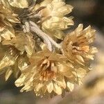 Helichrysum italicum Leaf