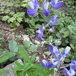 Lupinus nootkatensis 花