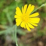 Launaea mucronata Flower