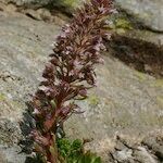 Saxifraga florulenta Habitus