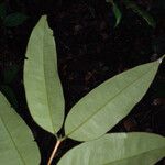 Eugenia coffeifolia পাতা