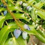 Berberis japonica Fruit