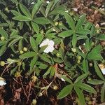 Potentilla alba Συνήθη χαρακτηριστικά