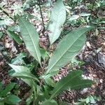 Couratari multiflora Hoja