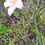 Zephyranthes robusta Fuelha