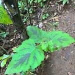 Rubus alceifolius Leaf