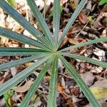 Coccothrinax argentea Hoja