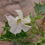 Datura stramoniumFlower