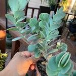 Kalanchoe marnieriana Leaf