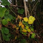 Rubus imbricatus Blad