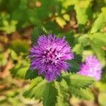 Centratherum punctatum Flor