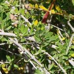 Periploca angustifolia 葉