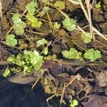 Ranunculus sceleratusLeaf