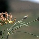 Koelpinia linearis Other