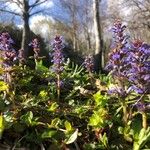 Ajuga reptansBlüte