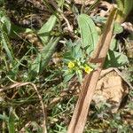 Linum strictum Habit