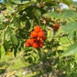 Sorbus aucuparia果