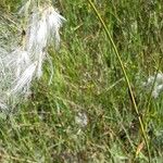 Eriophorum latifolium 花