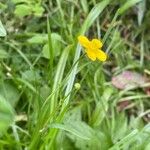 Ranunculus flammula Habit