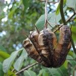 Aristolochia labiata Plod