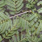 Ateleia herbert-smithii Hoja