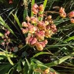 Crocosmia paniculata Fruit