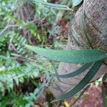 Trichosandra borbonica Liść