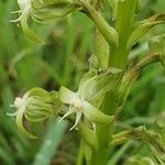Habenaria humilior Flor