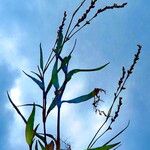 Persicaria punctata ശീലം