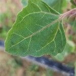 Chenopodium quinoa Лист