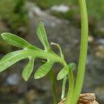 Valeriana apula Leaf