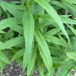 Solidago juncea Folha