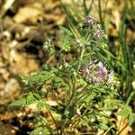 Phacelia bipinnatifida Hábitos