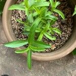 Tagetes lucida Leaf