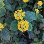 Lantana camara花