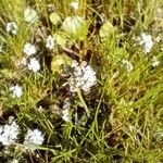 Teesdalia nudicaulis Virág