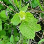 Platostoma hildebrandtii Feuille