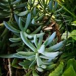 Senecio serpens Blad