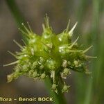 Oenanthe globulosa Fruit