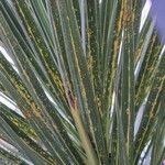 Cordyline australis Leaf